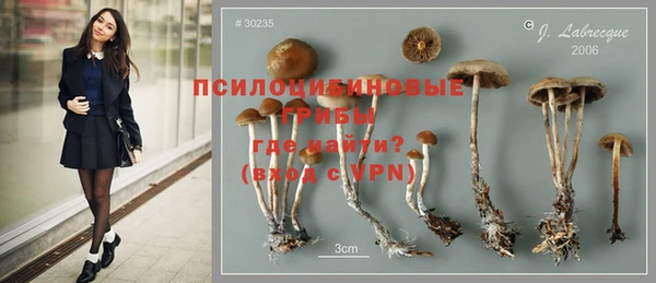 прущие грибы Медногорск