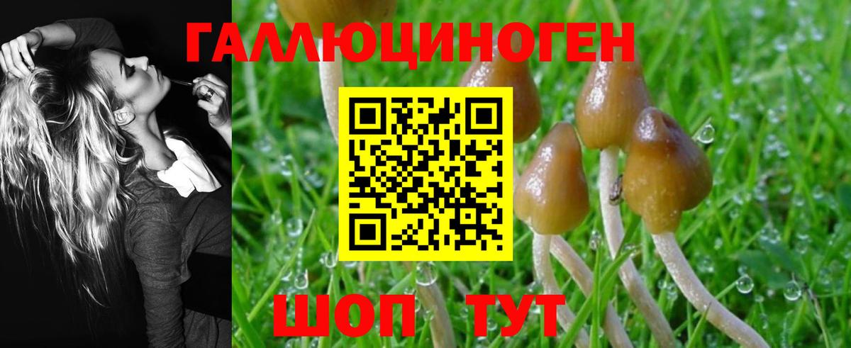 Галлюциногенные грибы Psilocybe  Галлюциногенные грибы Psilocybe  Карасук 